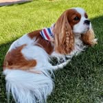 Herbie Smith - @cavalier_herbie - Instagram