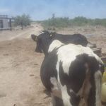 Heriberto Prieto Renteria - @heriprieto67 - Instagram