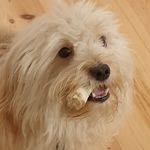 Herman Guss Andersen - @herman.hund9 - Instagram