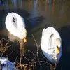 Hermann Bauer - @hermann.bauer5 - TikTok