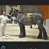 Bruno Herman - @bruno.herman83 - TikTok