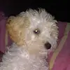 Bruno herman - @brunoherman12 - TikTok