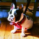 Herman Pierre Chambers - @herman_the_deaf_frenchie - Instagram