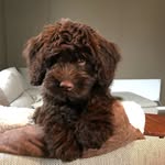 HERMAN - @herman.cobberdog - Instagram