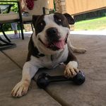 Herman Gloeckner - @herman_the_goodest_boy - Instagram