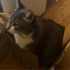 Herman Goodman - @herman.goodman3 - TikTok