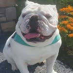 Herman - @handsome.herman.the.bully - Instagram