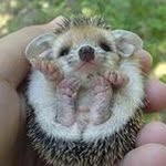 Hermann Henley - @hermann_henley - Instagram