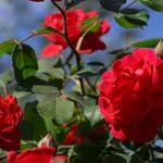 Mirsada Ahmovic - @___herman_hesse__ - Instagram