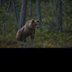 @hermanjohnston - Instagram
