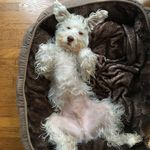 Herman Kramer - @hermdog_kramer - Instagram