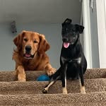 Herman Man and Reesey Piecey - @hermanandreesey - Instagram