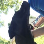 Herman Nelson - @hermdonk - Instagram