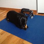 Herman Nelson!🐶 - @hermanaicus.nelson - Instagram