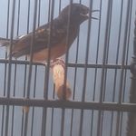 Herman Blues Rock - @boblueroses - Instagram