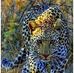Herman Rojas - Facebook