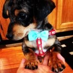 Augustine Herman Ross - @auggiethedoggie513 - Instagram