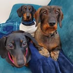 Herman, Stanley & Lily - @thehotdogsofcornwall - Instagram