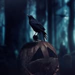 محمد الشرقاوي - @hermann.wilhelm.982 - Instagram