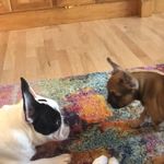 Winston And Sherman - @winstonxsherman - Instagram