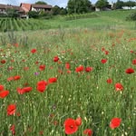 Hermann Schmid - @schmid6774 - Instagram