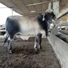 Hernan Pacheco - @hernan.pacheco718 - TikTok