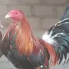 Heron Hernandez - @heron.hernandez1 - TikTok