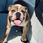Herschel Walker - @herschelwalker_bulldog - Instagram