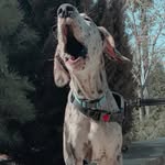 Herschel Walker Doo - @herschel_doo_the_dane - Instagram