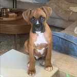 Herschel Walker (ii) Iddins - @herschelwalker_daboxer - Instagram
