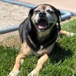 Herschel Walker M - @herschelwalker.puggle - Instagram