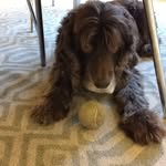 Herschel Walker Robinson - @gitchy_bear - Instagram