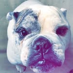 Herschel Walker, Therapy Dog - @herschelwalkertherapydog - Instagram