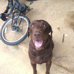 Hershey Chocolate Johnson - @fetch_the_stick12345 - Instagram