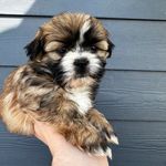 Hershey Johnson - @hersheyjthedog - Instagram