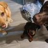 Johnsonpuppies - @rosiehersheyzoeyjohnson - TikTok
