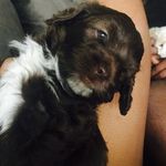 Sir Hershey Johnson - @sir_hershey_poo - Instagram
