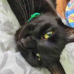 Честер Небро      🇷🇺Sochi - @chester.black.cat - Instagram
