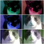 Call us the sassy cats. - @spike_bojangles_hester_black - Instagram