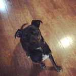Chester Black - @chester_black_thelabderman - Instagram