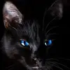 cri - @hesterblack - TikTok
