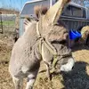 amyhestercampbell - @amyhestercampbell - TikTok