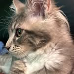 Janine Franke - @chester_cooper_maine_coon_ - Instagram