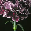 hesterrjohnson85660 - @hesterrjohnson85660 - TikTok