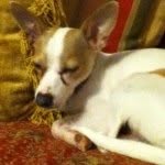Chester - @chestermassey - Instagram