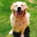 Chester🐶 - @its_chesterpayne - Instagram