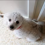 Pamela Hester Taylor - @pebblestheschnoodle - Instagram