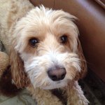Chester F Sutton - @chesterthewise - Instagram