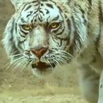Hetvi Vyas - @hetvi.vyas.566 - Instagram