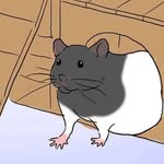 Ratthew - @ratthewmiller - Instagram